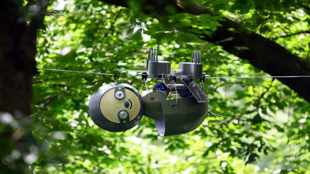 Robotic sloth hanging from a tree